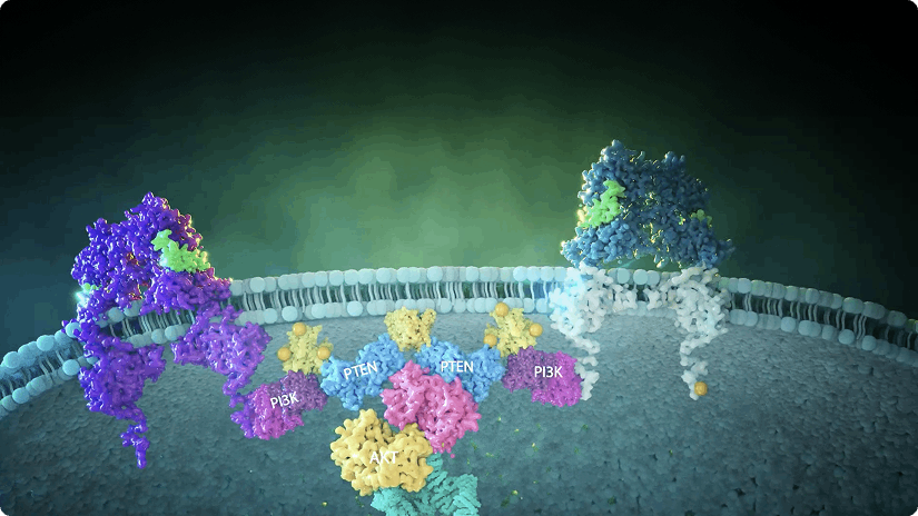 Video on PI3K/AKT/PTEN Signaling Pathway of Advanced Metastatic Prostate Cancer