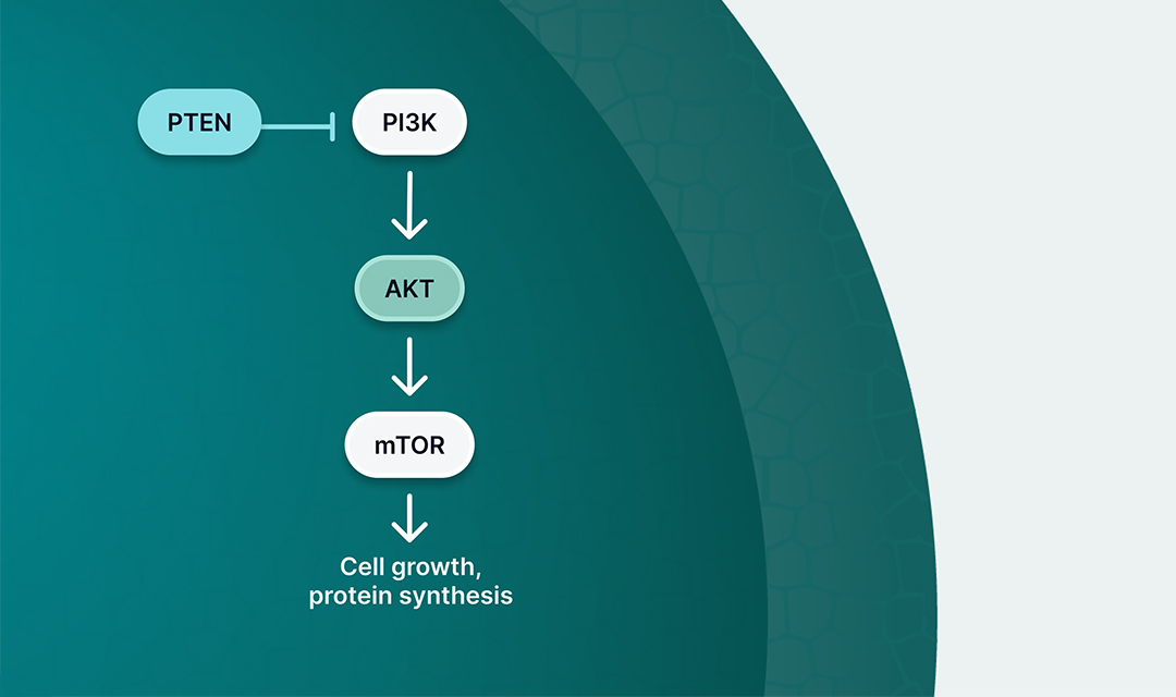 PI3K/AKT/PTEN Signaling Pathway
