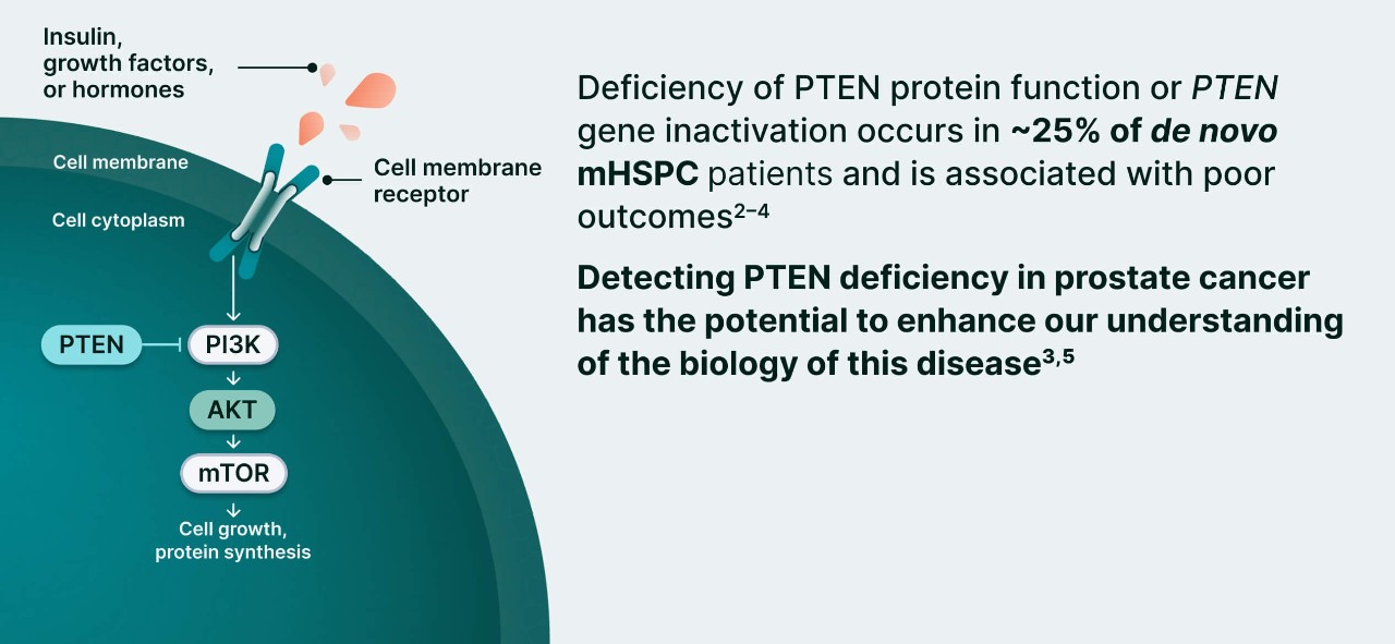 PI3K/AKT and AR Signaling in PTEN-Deficient Tumors Illustration 1