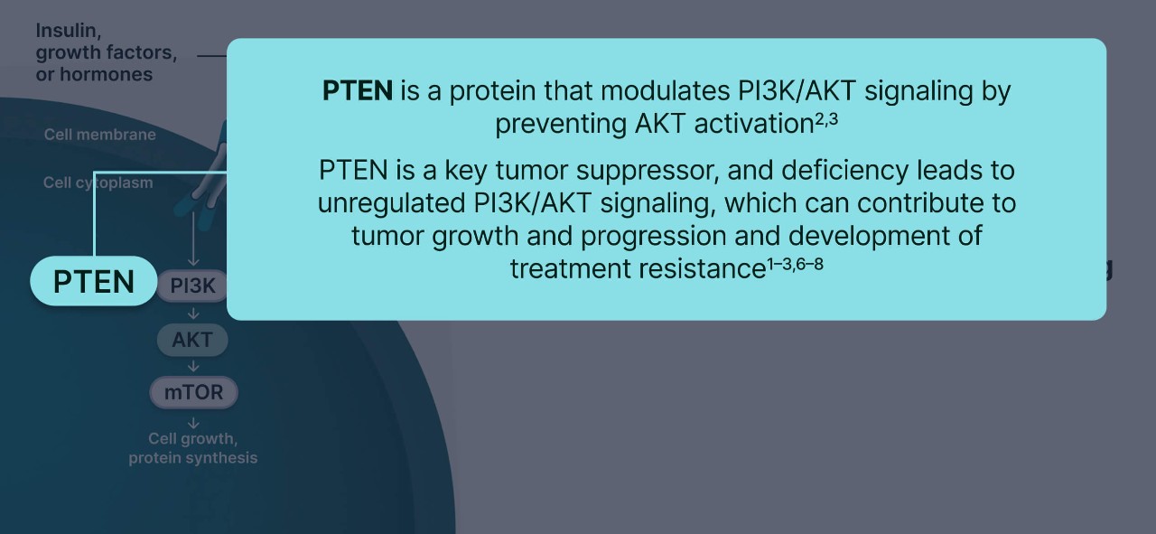PI3K/AKT and AR Signaling in PTEN-Deficient Tumors Illustration 2