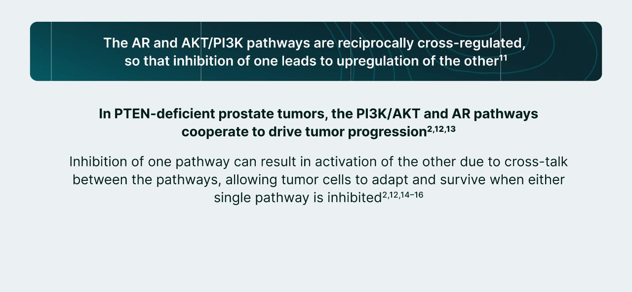 PI3K/AKT and AR Signaling in PTEN-Deficient Tumors Illustration 4