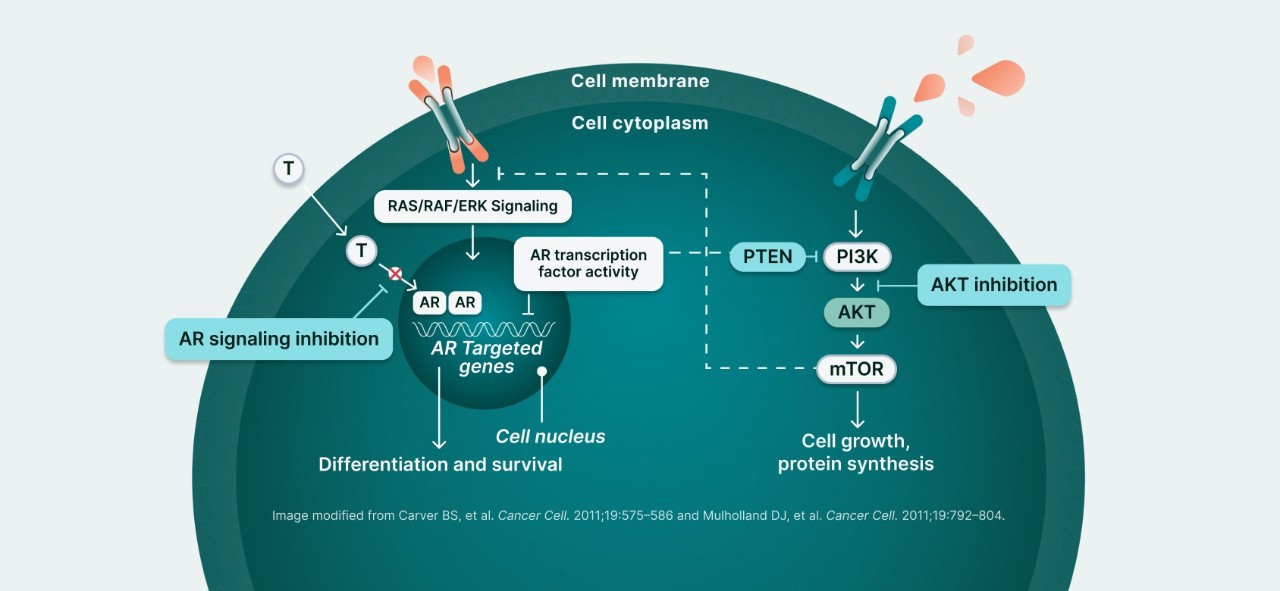 PI3K/AKT and AR Signaling in PTEN-Deficient Tumors Illustration 5