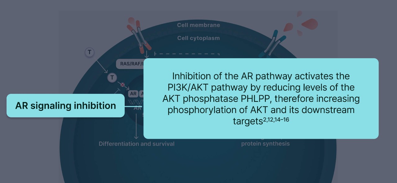 PI3K/AKT and AR Signaling in PTEN-Deficient Tumors Illustration 6