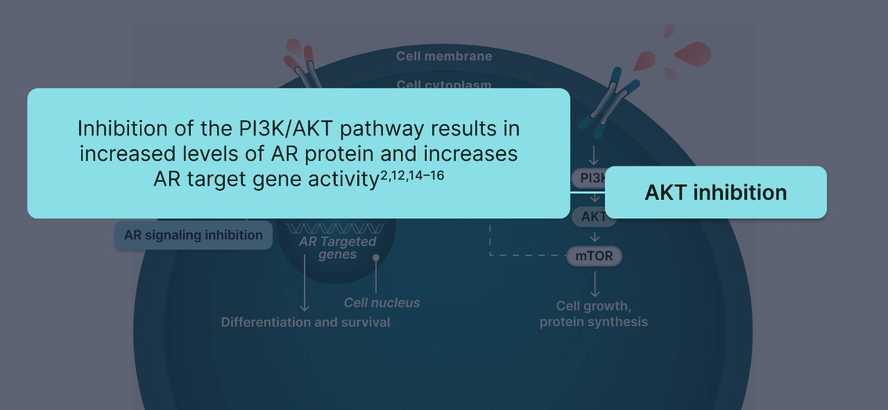 PI3K/AKT and AR Signaling in PTEN-Deficient Tumors Illustration 6