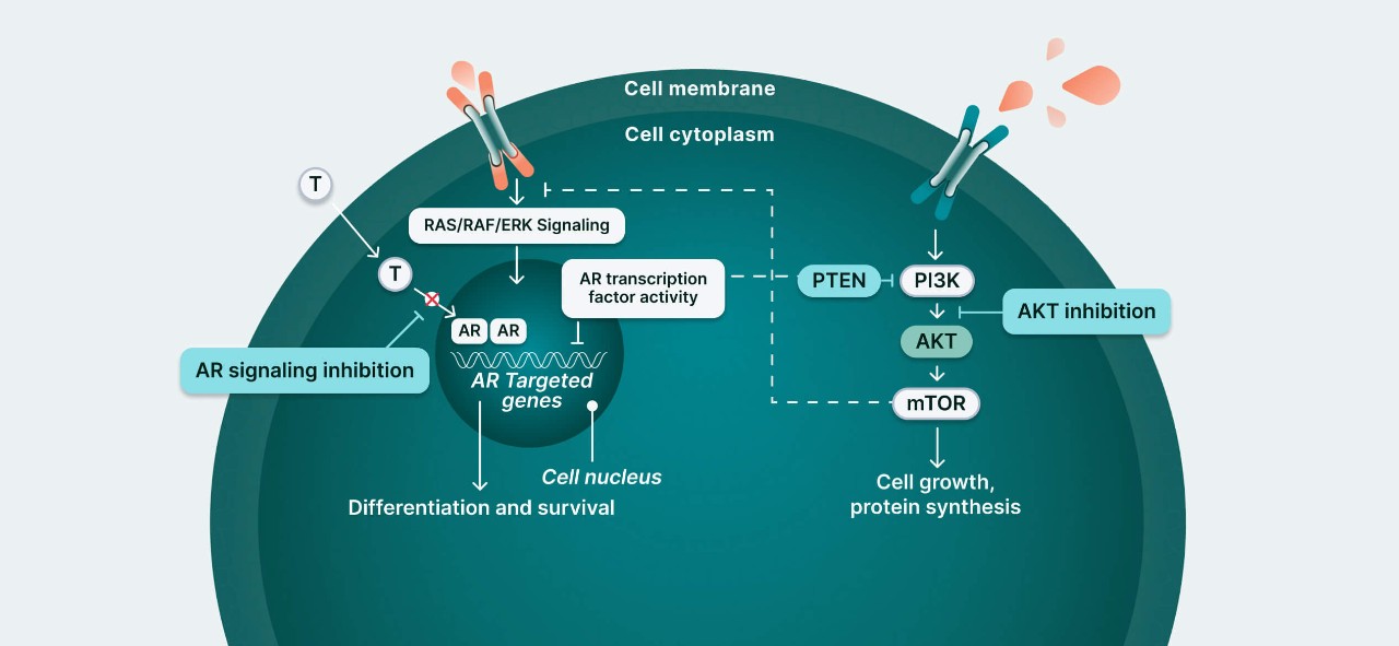 PI3K/AKT and AR Signaling in PTEN-Deficient Tumors Illustration 6