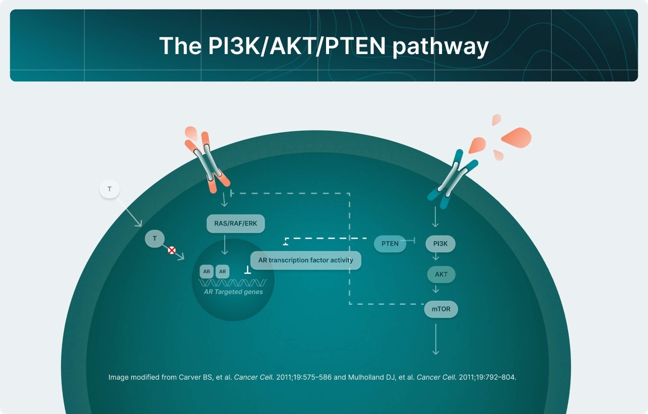 PI3K/AKT and AR Signaling in PTEN-Deficient Tumors Illustration 1
