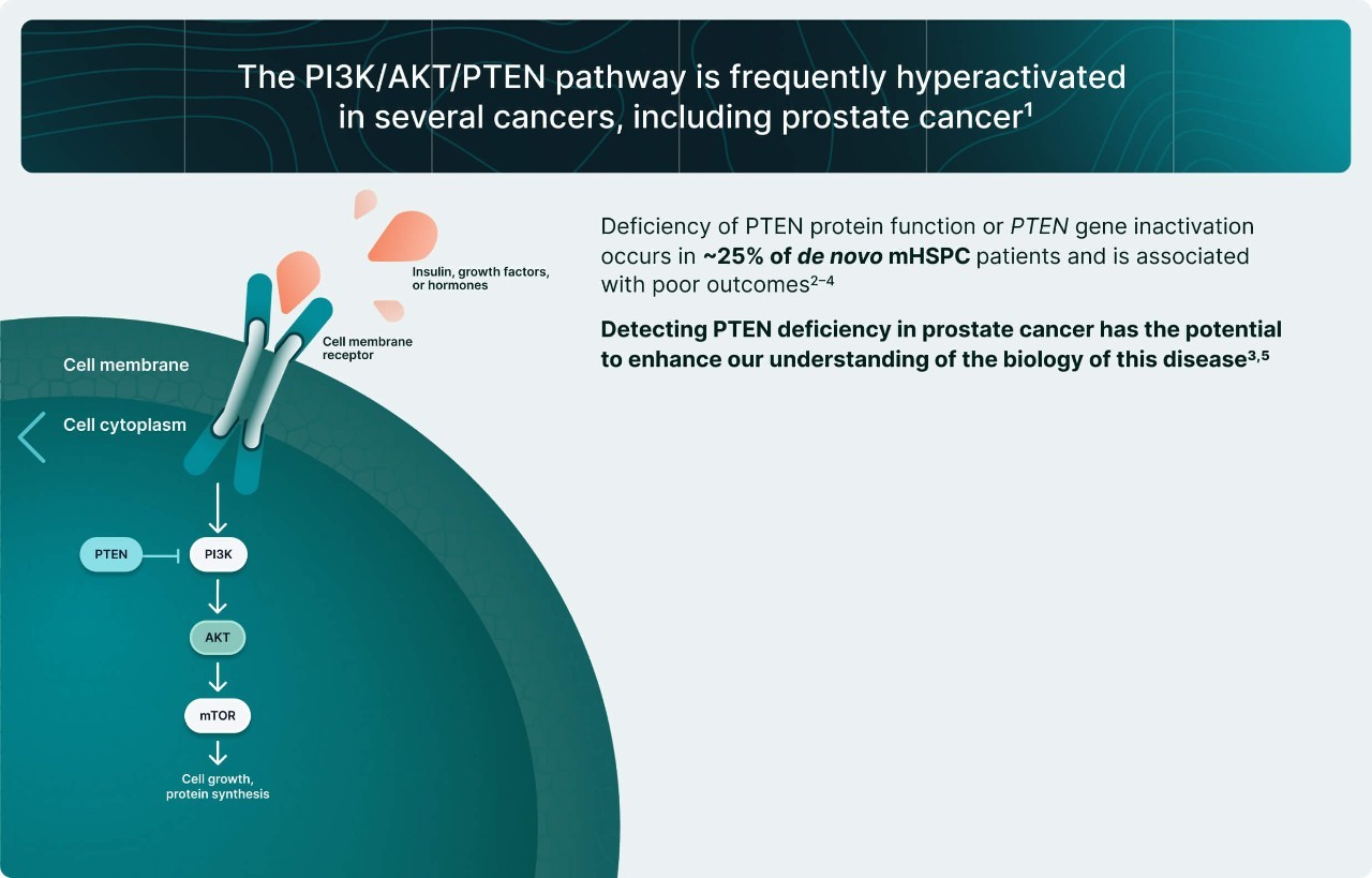 PI3K/AKT and AR Signaling in PTEN-Deficient Tumors Illustration 2