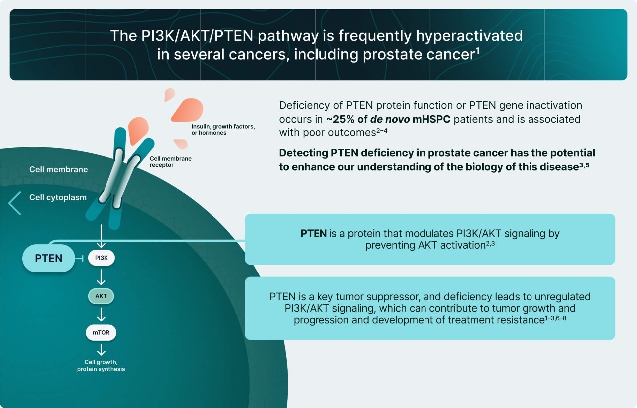 PI3K/AKT and AR Signaling in PTEN-Deficient Tumors Illustration 3
