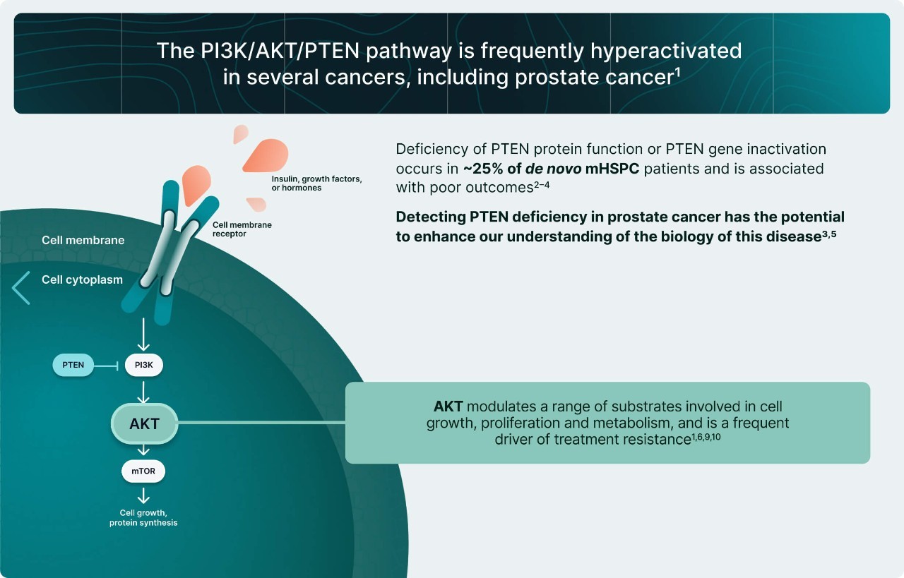 PI3K/AKT and AR Signaling in PTEN-Deficient Tumors Illustration 4