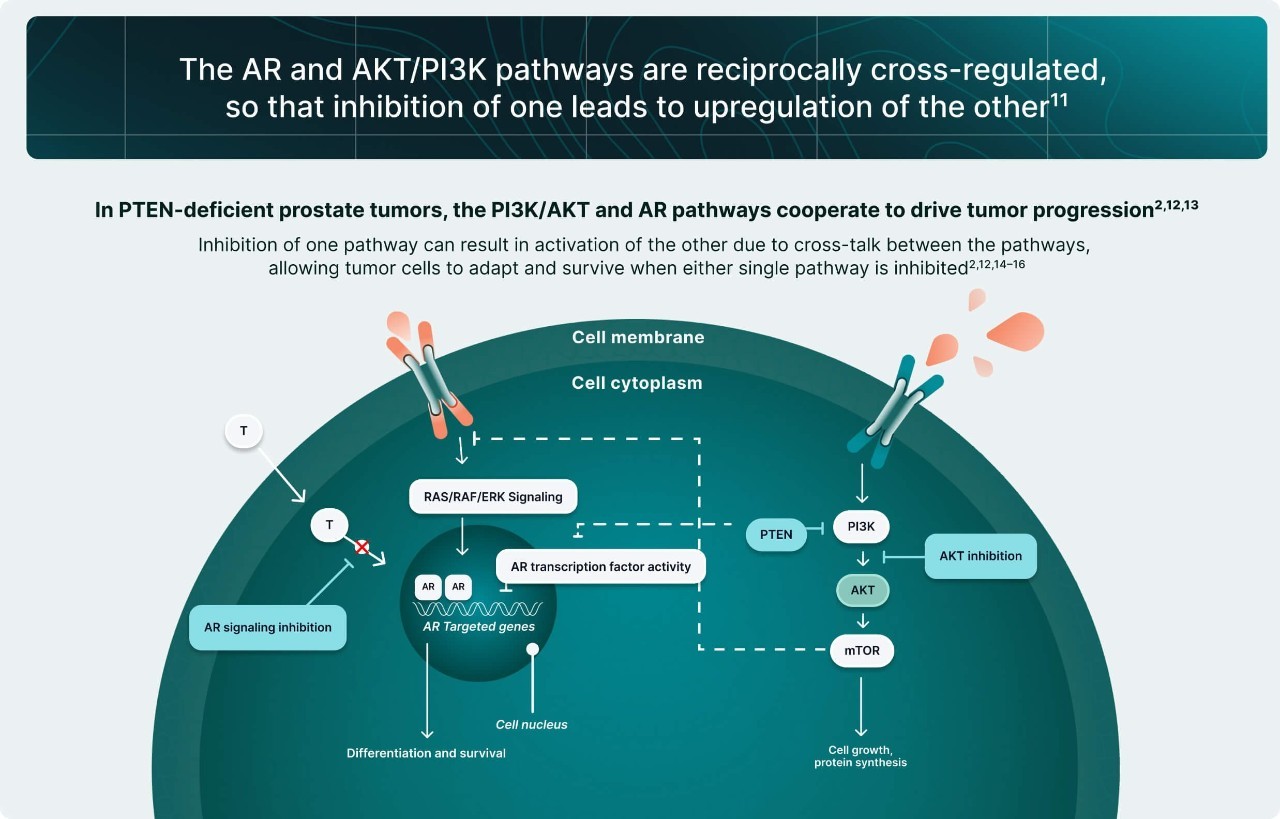 PI3K/AKT and AR Signaling in PTEN-Deficient Tumors Illustration 5