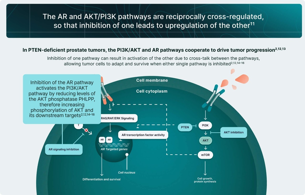 PI3K/AKT and AR Signaling in PTEN-Deficient Tumors Illustration 6