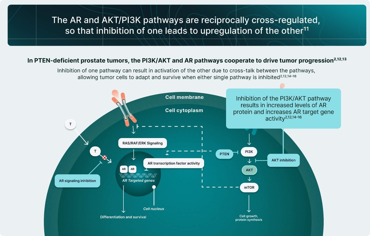 PI3K/AKT and AR Signaling in PTEN-Deficient Tumors Illustration 7